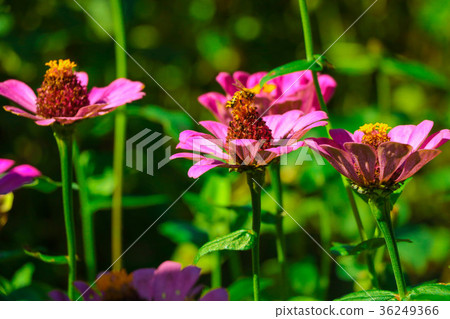 菊花-台灣之美the beautiful blooming flowers / daisy 36249366