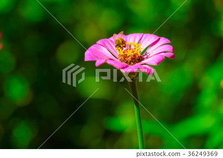 菊花-台灣之美the beautiful blooming flowers / daisy 36249369