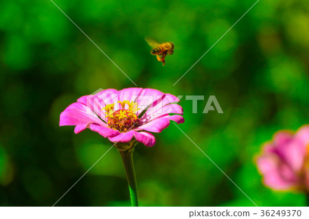 菊花-台灣之美the beautiful blooming flowers / daisy 36249370