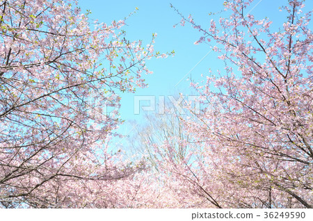 櫻花盛開 36249590