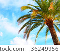 Palm tree 36249956