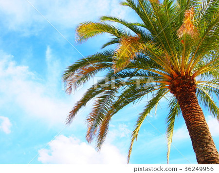 Palm tree Palm tree 36249956
