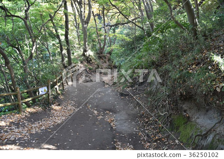 鎌倉的化妝坡 36250102