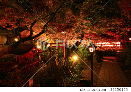 Hino City Takahata Fudoson Five-storied pagoda and colored leaves 36250123
