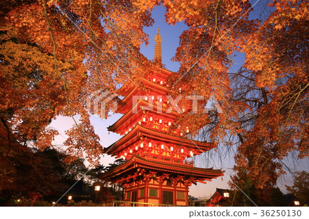 日野市Takahata Fudoson五層寶塔和彩色的葉子 36250130