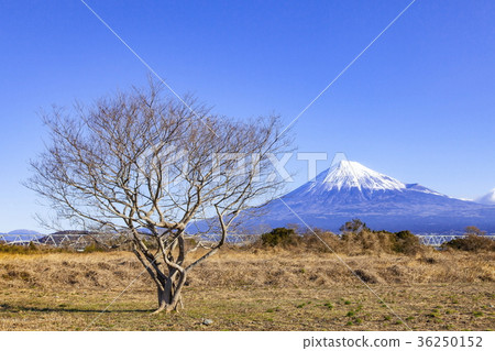 Mt. Fuji and the dead tree in the Fujikawa Riverbed, Fuji City, Shizuoka Prefecture 36250152