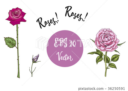 Vector set of roses. Isolated vector illustration  36250591
