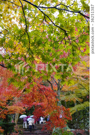 牛Takiyama秋葉 36251387