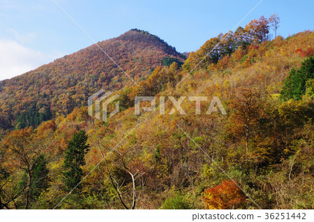 Yellow leaf triplets autumn blue sky 36251442