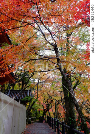 牛Takiyama秋葉 36251446