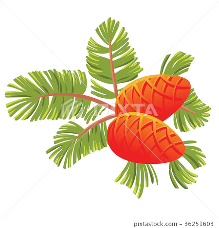 Green spruce branch with two cones. - Stock Illustration [36251603] - PIXTA