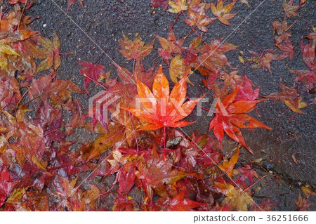 紅葉 36251666