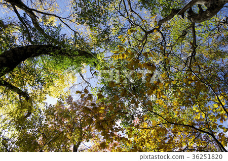 晴朗的藍天秋葉樹梢Azumayama 36251820