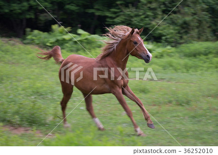 跑在草甸的馬 36252010
