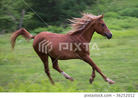 跑在草甸的馬 跑在草甸的馬 36252012