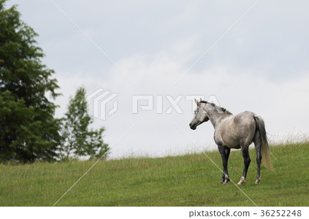 Pasture horses Pasture horses 36252248