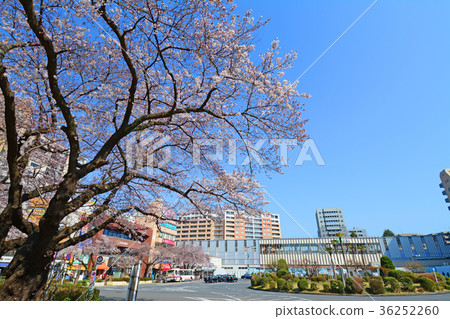 Cherry blossoms in front of National Station 36252260