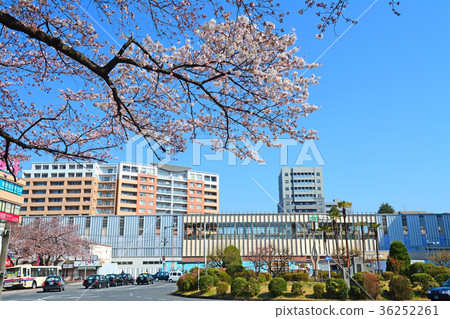 Cherry blossoms in front of National Station 36252261