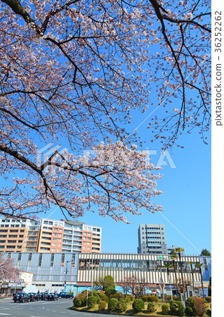 Cherry blossoms in front of National Station 36252262