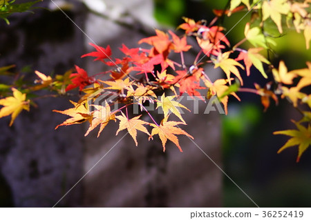 秋天的樹葉 36252419