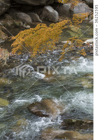 Shosenkyo Arakawa and colored leaves Kofu City, Yamanashi Prefecture 36252595