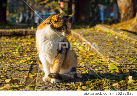 Ginkgo fallen leaves and Trichopy cat in the late fall afternoon b Ginkgo fallen leaves and Trichopy cat in the late fall afternoon b 36252883