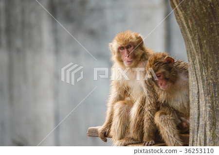 Japanese macaques Japanese macaques 36253110