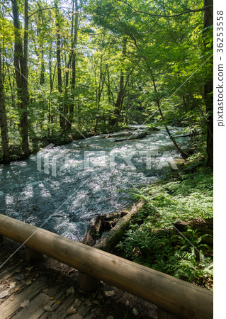 Oirase mountain stream summer [Aomori Prefecture] 36253558