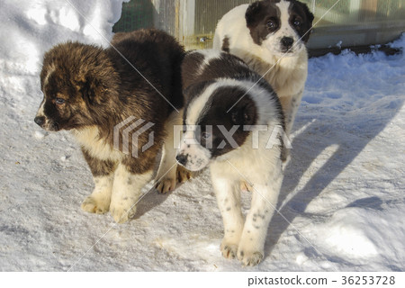 Three small puppies of the Central Asian Sheepdog Three small puppies of the Central Asian Sheepdog 36253728