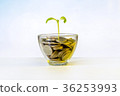 Coin in grass and tree investment concept 36253993
