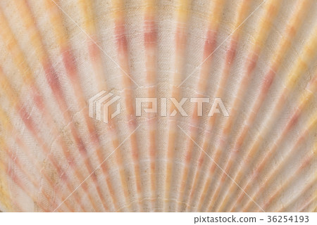 Background of the shell Background of the shell 36254193