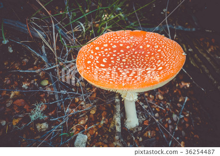 Amanita muscaria. fly agaric toadstool Amanita muscaria. fly agaric toadstool 36254487
