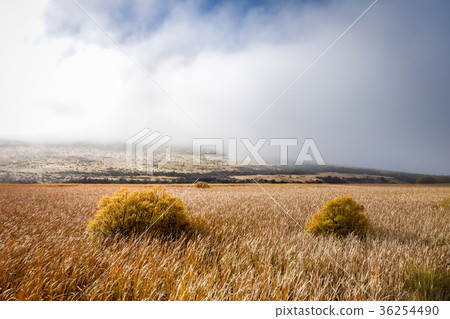 Mountain fields landscape in New Zealand Mountain fields landscape in New Zealand 36254490