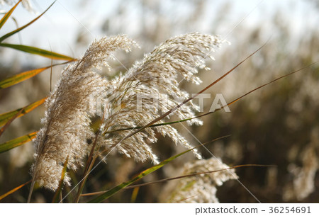 Fluffy grass Fluffy grass 36254691