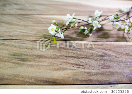 Chamelaucium flowers (waxflower) on wooden table 36255236