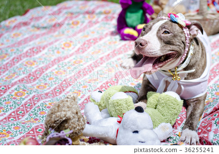 Happy dog sitting, smiling and yawning 36255241