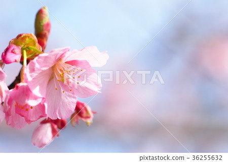 修善寺冷櫻桃樹 修善寺冷櫻桃樹 36255632