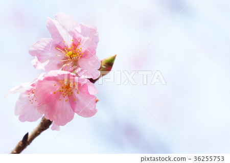 修善寺冷櫻桃樹 36255753