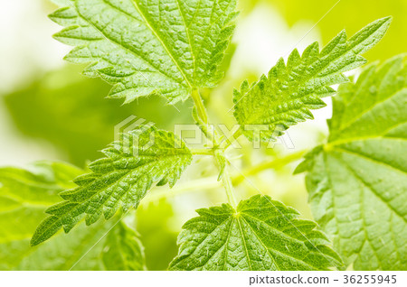 Growing stinging nettle Growing stinging nettle 36255945