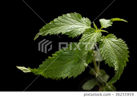 Stinging nettle leaves 36255959