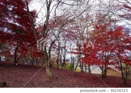 紅葉山公園 36256323