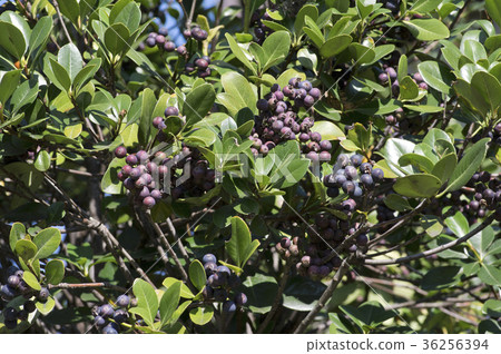 Sharimbai fruit Sharimbai fruit 36256394