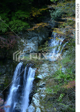 Clear current of Yasui Valley, Kochi Prefecture 36256529