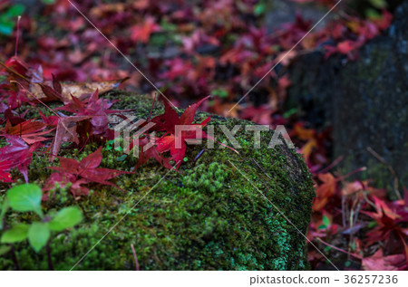 Autumn leaves Autumn leaves 36257236