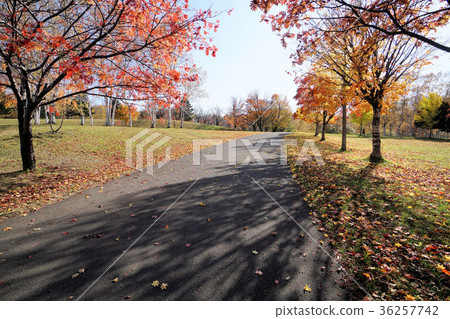 Walking path of Hokkaido Roppongi park 36257742