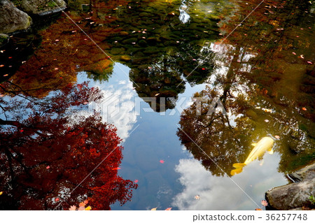 Autumn and moth Autumn and moth 36257748