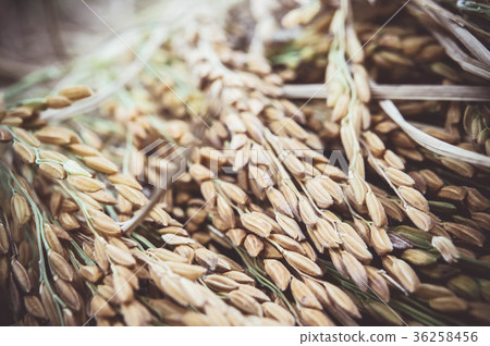 Rice paddy Yellow paddy harvested during season Rice paddy Yellow paddy harvested during season 36258456