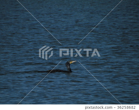 Cormorant Cormorant 36258682