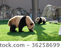Panda parent and child 36258699