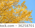 Autumn leaves of ginkgo biloba 36258701